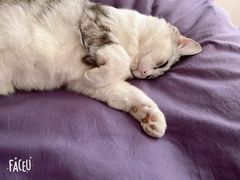 -北京恒爱动物医院(清景园分院)