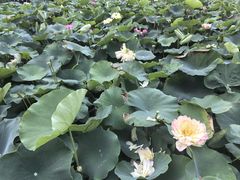 -成都蓝城悦杏温泉美食酒店(宽窄巷子店)