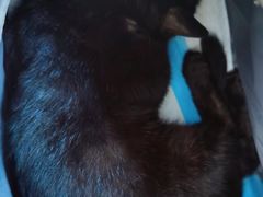 -纳吉亚猫专科动物医院(康都外科中心)