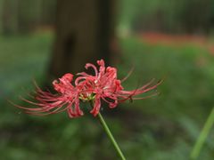 -黄海国家森林公园