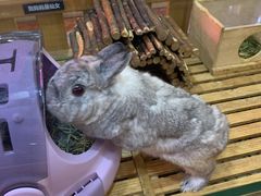 -宠物兔专门店(天丰利市场店)