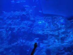 -香港海洋公园