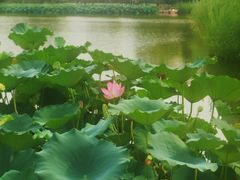 -西海子公园
