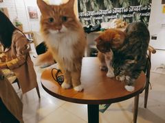 -平行世界·猫咖(首经贸店)