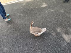 -海珠湖公园