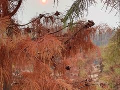 -合肥滨湖国家森林公园