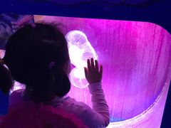 -芜湖新华联大白鲸海洋公园