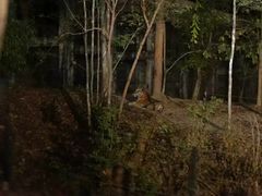 -清迈夜间动物园