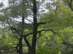 -罗田天堂寨风景区