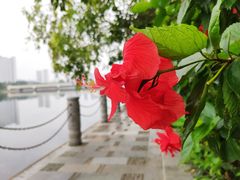 -南宁南湖公园