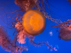 -太平洋海底世界