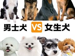 -翊宠yipet猫狗购宠庄园犬舍•猫舍