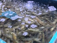 -聚盛源蒸汽海鲜火锅烤肉自助(巨川金海岸购物广场店)