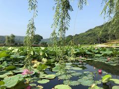 -龙寺生态园