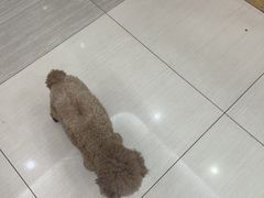 -全心全意连锁动物医院·微创中心·内科急重症·心脏专科(丰管路店)