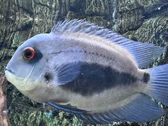 -上海海洋水族馆