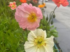 -映月湖中央公园