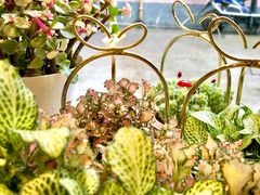 -蝶舍·MAISON PAPILLON