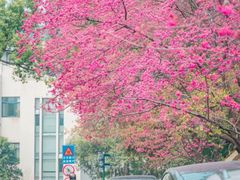 -武汉大学-樱园
