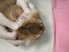 -北京观赏动物医院·24小时大型综合·猫专科·异宠专科