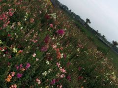 -星伦多自助料理(花山金鹰店)