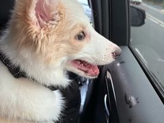 -翊宠yipet猫狗购宠庄园