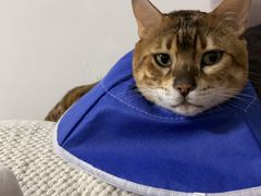 -美联众合宠物医院·爱萌分院·内外科·猫科中心