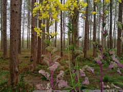 -黄海国家森林公园