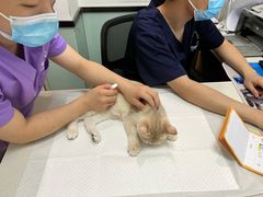 -中农大我爱我爱动物医院·核磁CT·猫病·24小时夜诊中心(石佛营店)