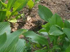 -长春市南湖公园