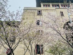 -武汉大学-樱园
