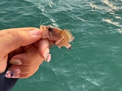 -小猫钓鱼海钓俱乐部(椰梦长廊店)