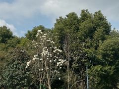 -上海浦东嘉里大酒店