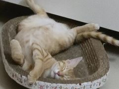 -爱诺耐芙动物医院(万博店)