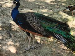 -泉州海丝野生动物世界