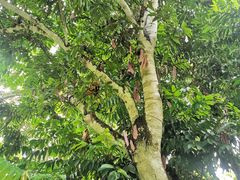-中国科学院西双版纳热带植物园
