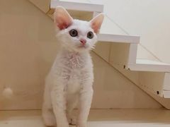 -十年猫舍·猫咪专门店(普陀店)