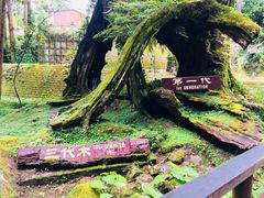 -阿里山神木遗迹