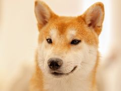 -Let's go狗咖·猫咖·奶狗·桌游(春熙路IFS店)