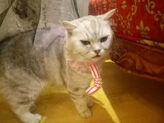 -万小咖.猫咖(中山路天虹店)