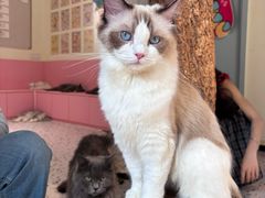 -毛绒耶耶撸宠馆·猫咖·狗咖·荷兰猪咖