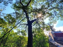 -北京上方山国家森林公园