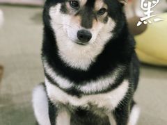 -逗柴咖啡屋·狗咖猫咖宠物桌游