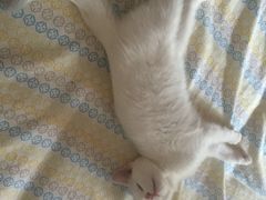 -暖阳宠物医院·犬猫康复中心·骨科