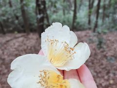 -南山植物园