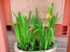 -花马天堂云南餐厅 Lost Heaven(外滩店)