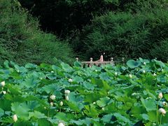 -成都南湖公园