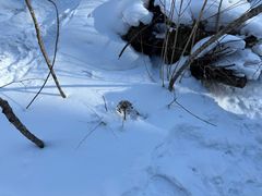 -峡谷浮石林景区