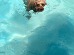 -汪说喵讲宠物乐园宠物酒店(红星美凯龙店)