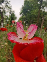 -玄武湖景区-情侣园游乐场